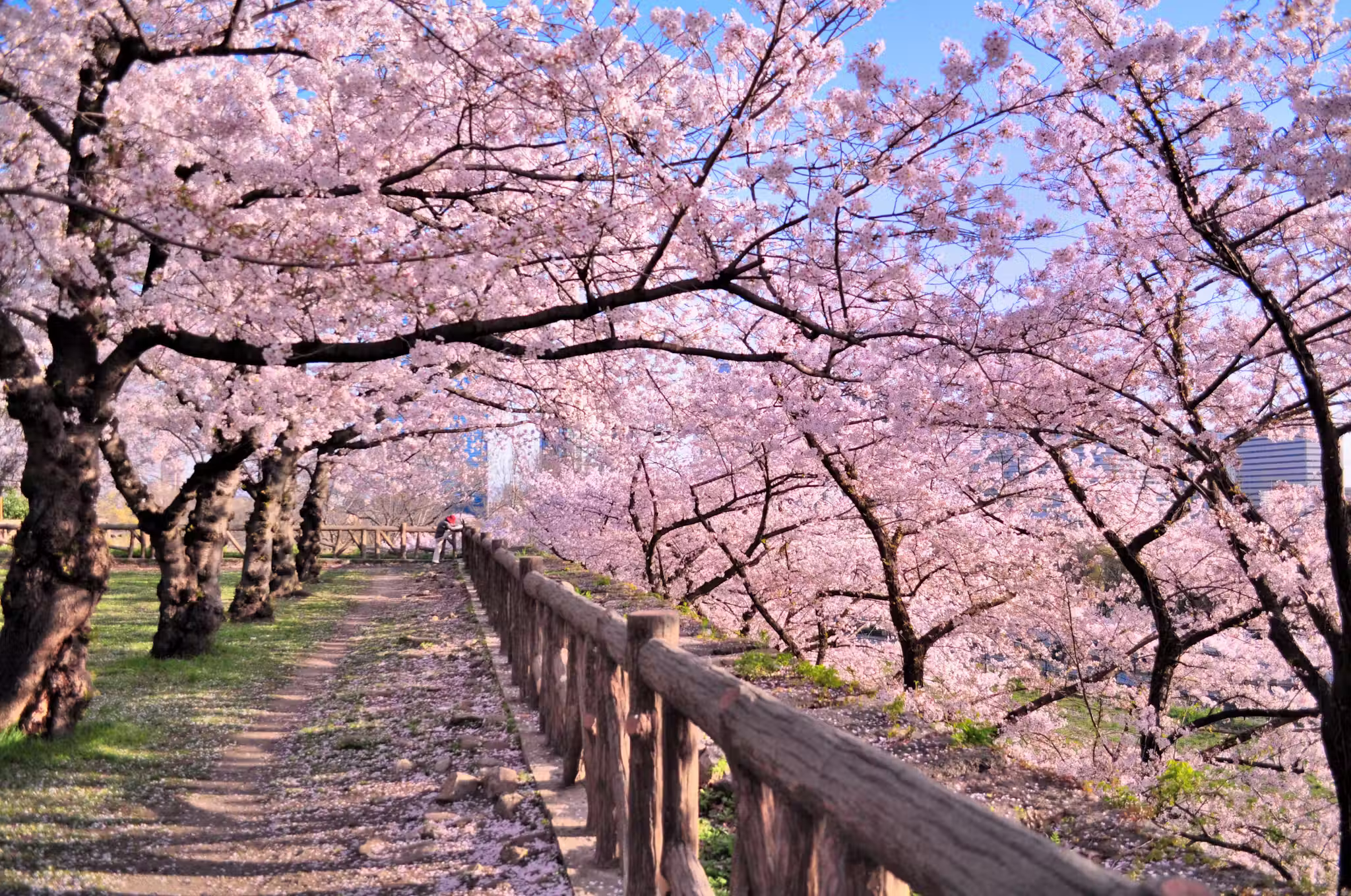 Japan city scene